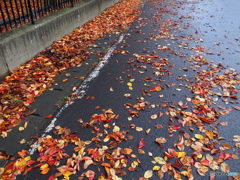 秋の散歩道（その４　県関係施設脇の道路の落ち葉）
