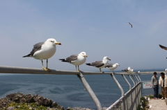 GWの蕪島⑦