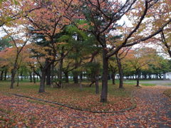 秋深まる公園②