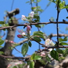 日本最古のりんごの木（その３）