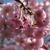 桜咲く（その２）