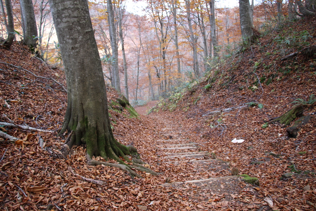 白神山地の遊歩道