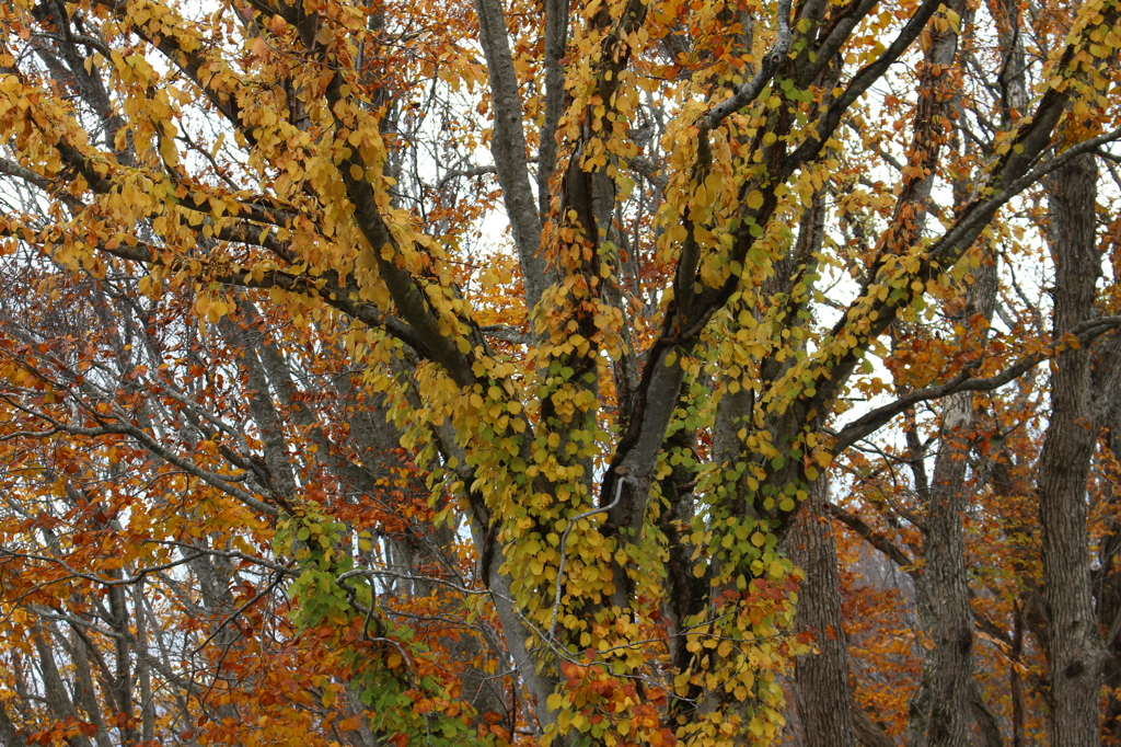萱野高原の紅葉②
