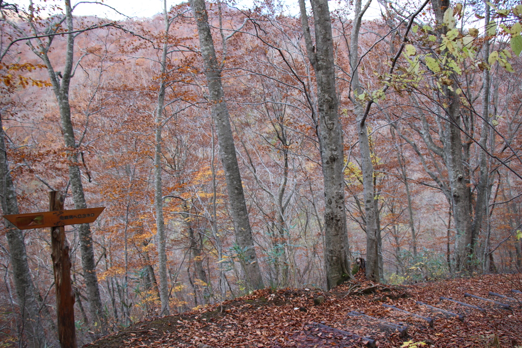 白神山地の紅葉