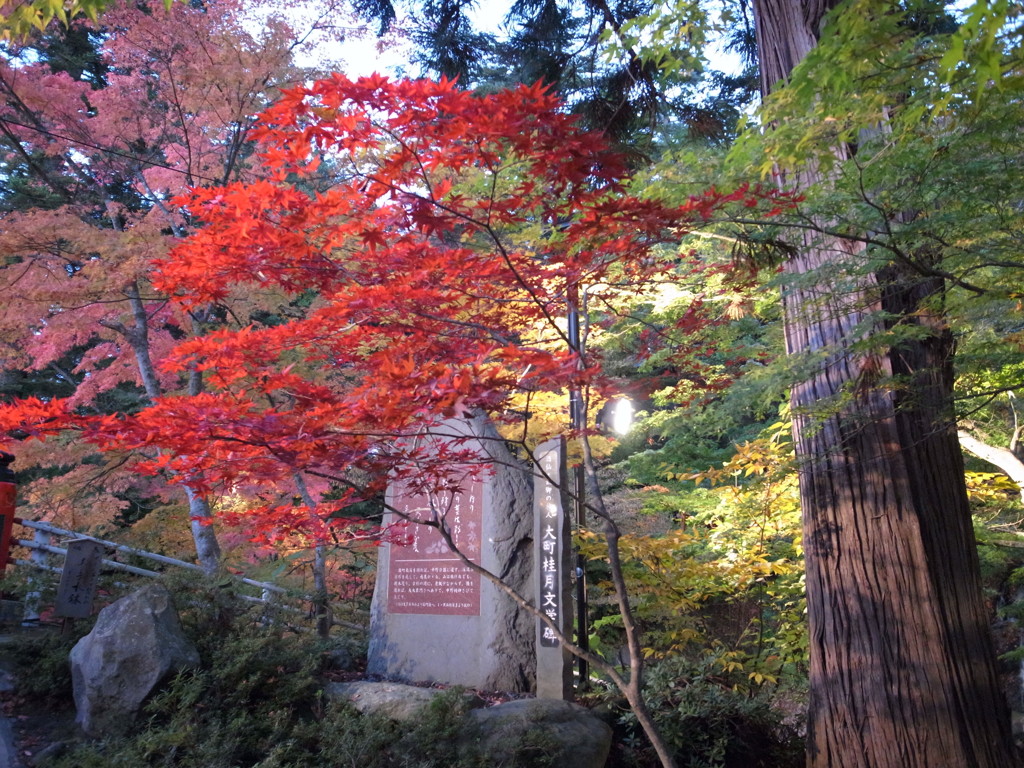 中野紅葉山③