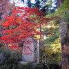 中野紅葉山③