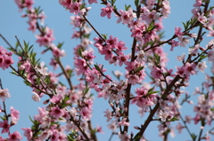 桜よりきれい？