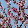桜よりきれい？