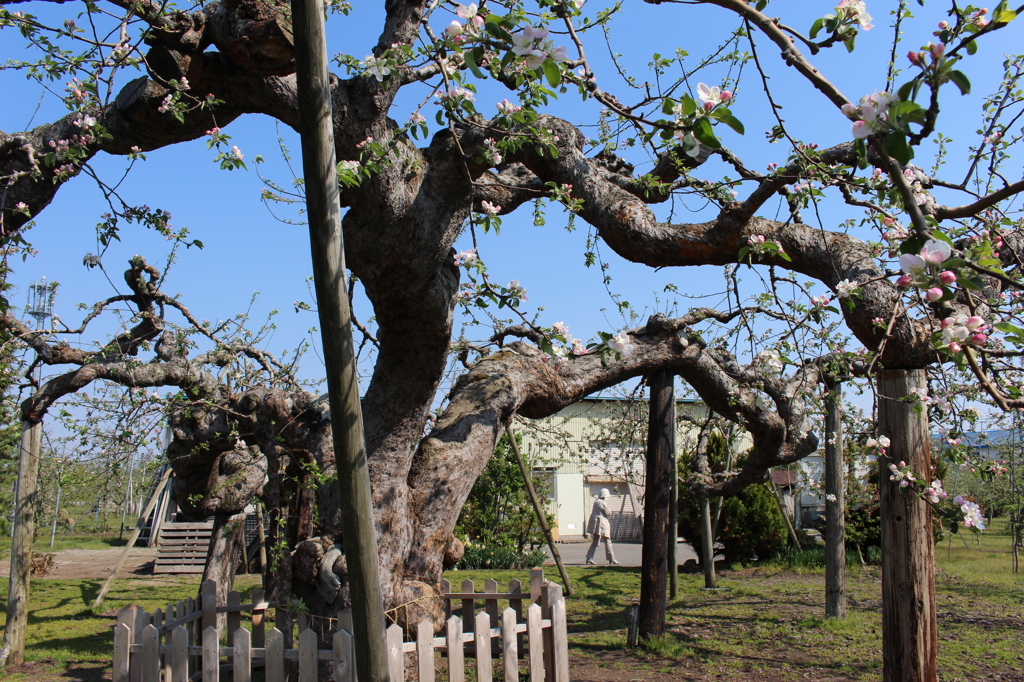 日本最古のりんごの木（その２）