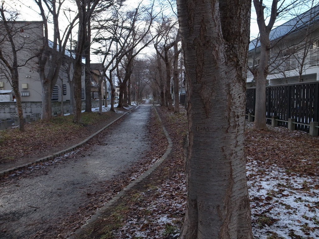 ⑪冬の散歩道