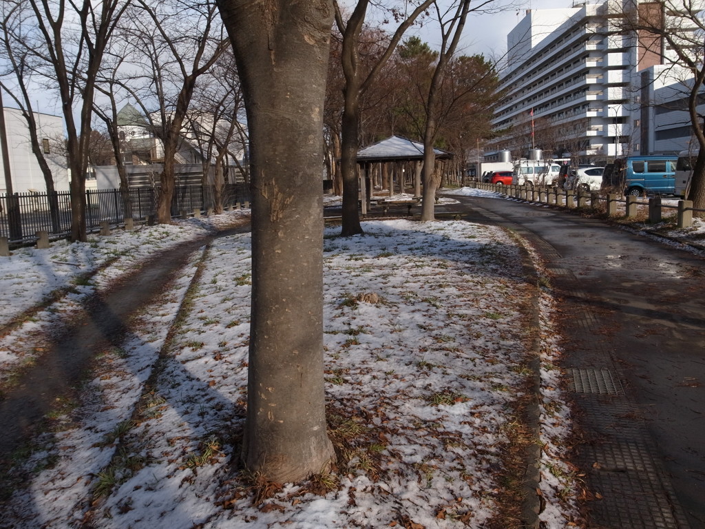 ⑬冬の散歩道