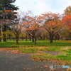 こんなにきれいだったかな、この公園！？