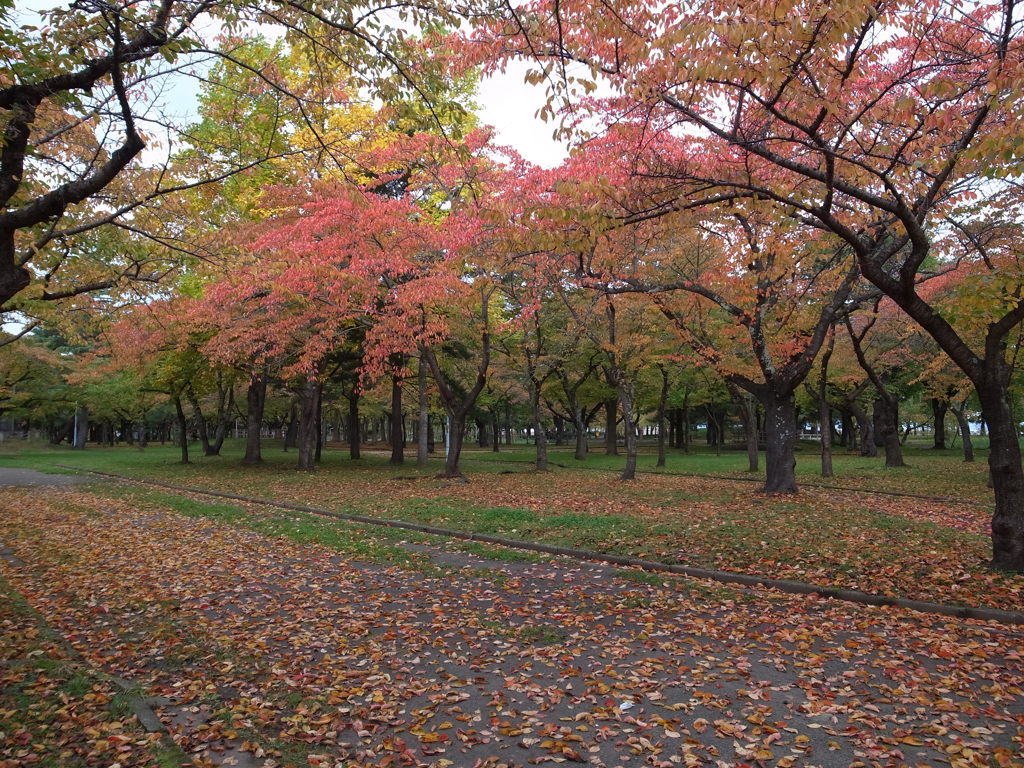 秋深まる公園①