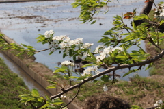 梨の木の花