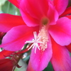 サボテンの花