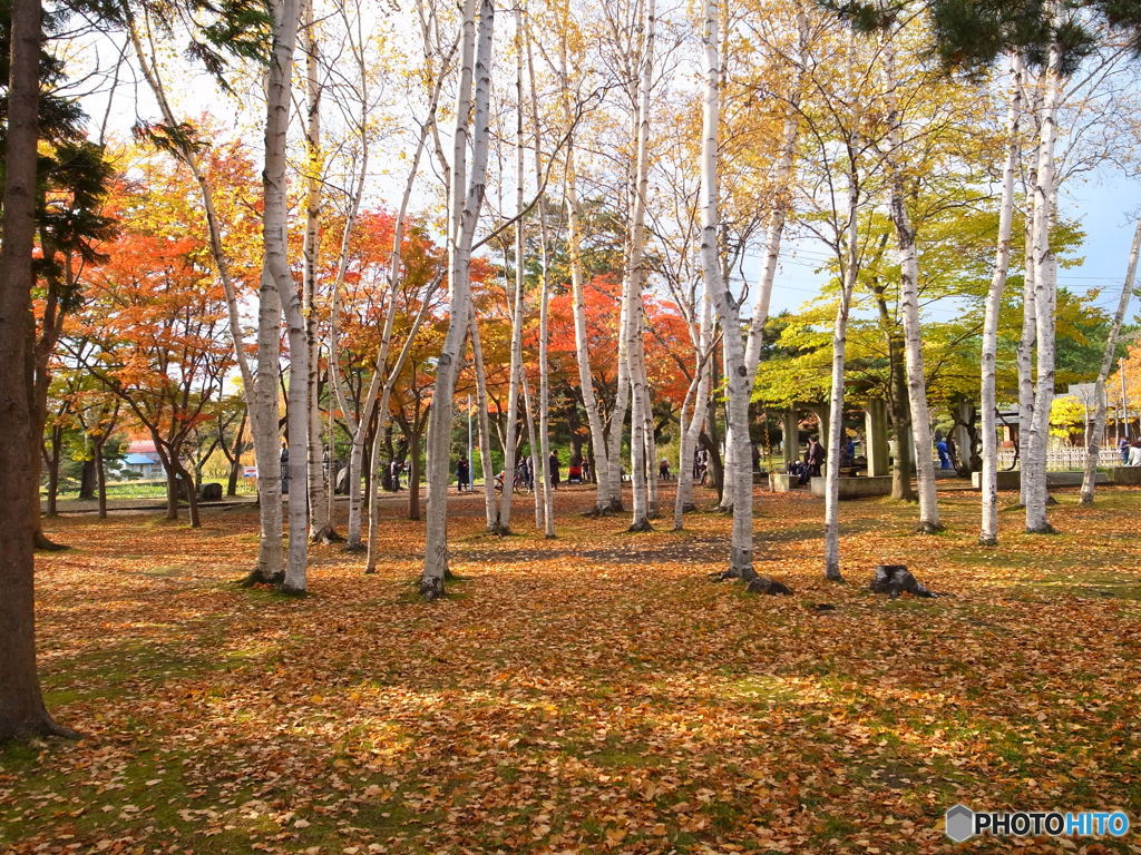 公園には白樺もあったのだ！