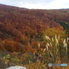 城ヶ倉大橋の紅葉