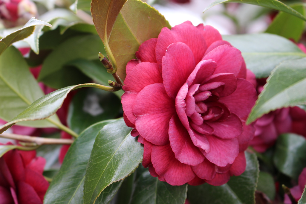 立てば芍薬、座れば牡丹。