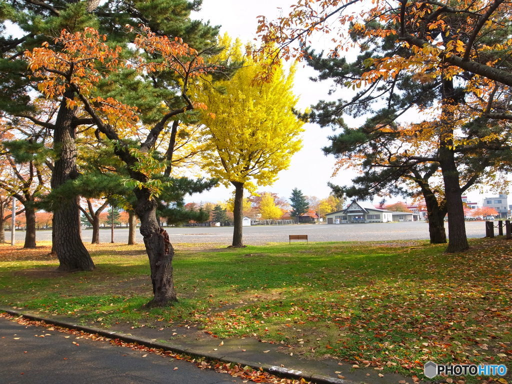 青森県内に多いイチョウ？の黄色！！