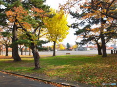 青森県内に多いイチョウ？の黄色！！