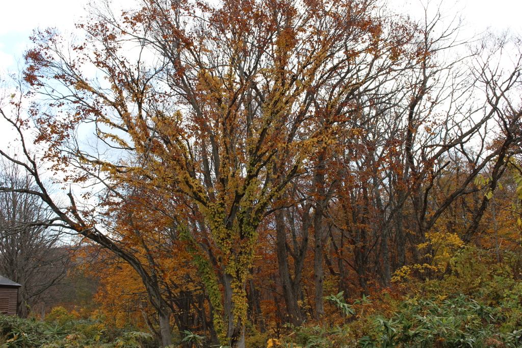 萱野高原の紅葉①
