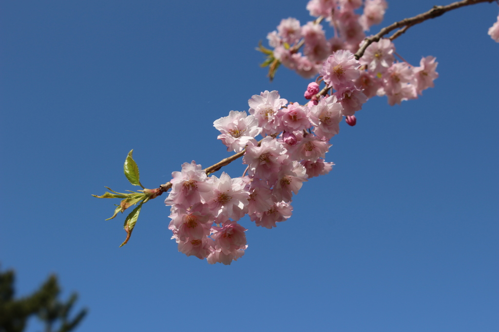 桜咲く（その１）