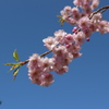 桜咲く（その１）