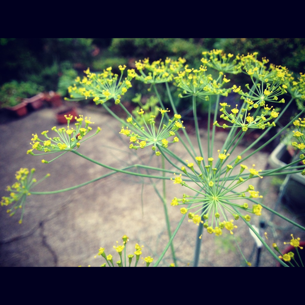 ディルの花