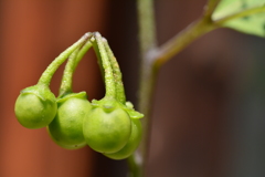 Green　Bell