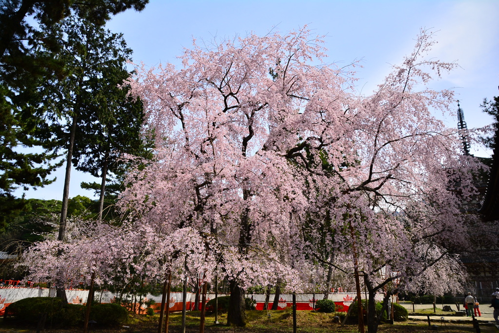 醍醐寺の枝垂れ桜