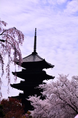 東寺の桜 