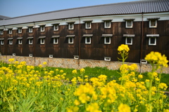 松本酒造と菜の花