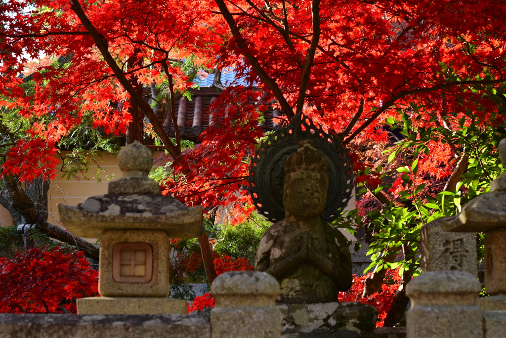 粟生光明寺-3