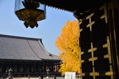 西本願寺の大銀杏-3