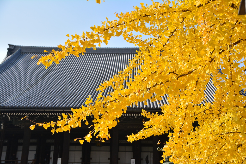 西本願寺の大銀杏-1