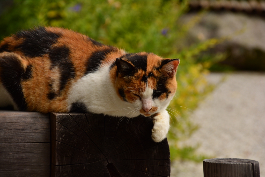 金福寺の看板猫ちゃん　