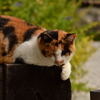 金福寺の看板猫ちゃん　