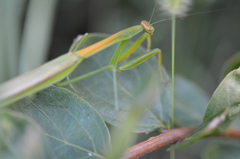 サルスベリにいたカマキリ