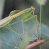 サルスベリにいたカマキリ