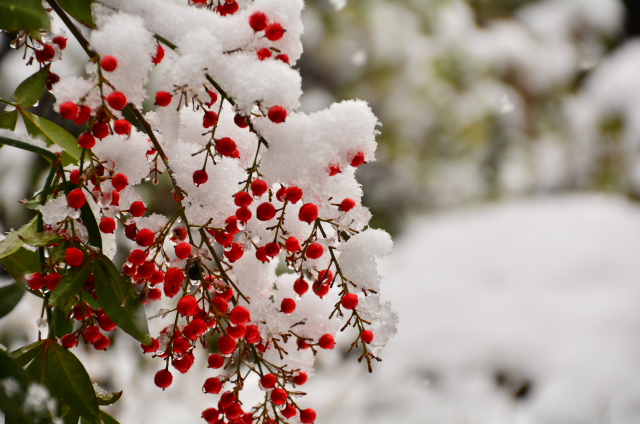 雪の庭 