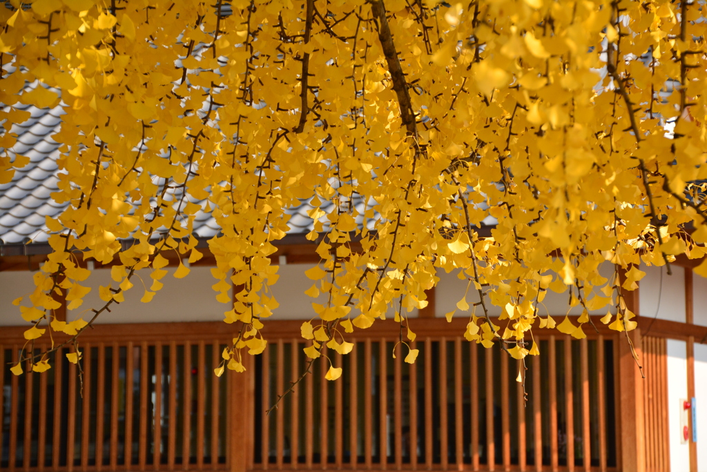 西本願寺の大銀杏-2