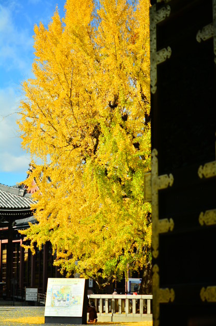 西本願寺の大銀杏2