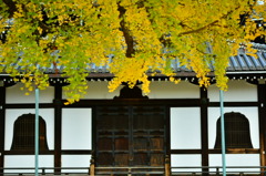 西本願寺の大銀杏1