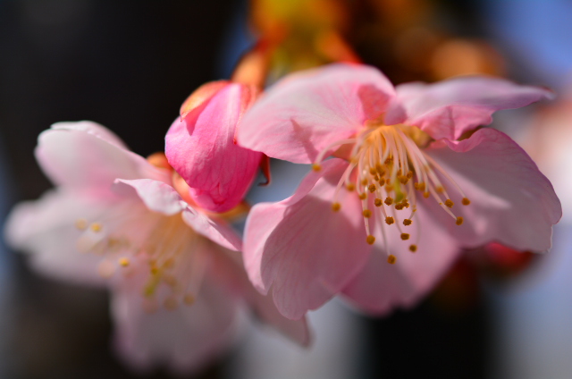 淀水路の河津桜