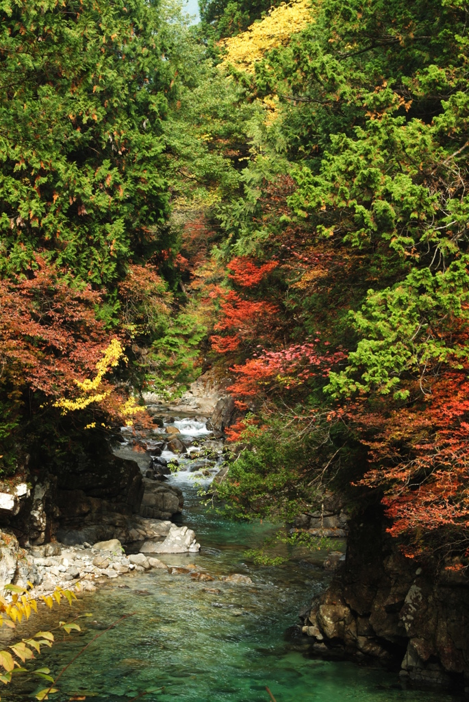 阿寺渓谷_紅葉2