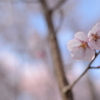 桜2014