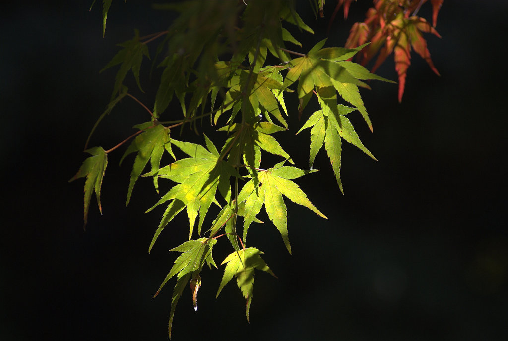 長野_横川渓谷