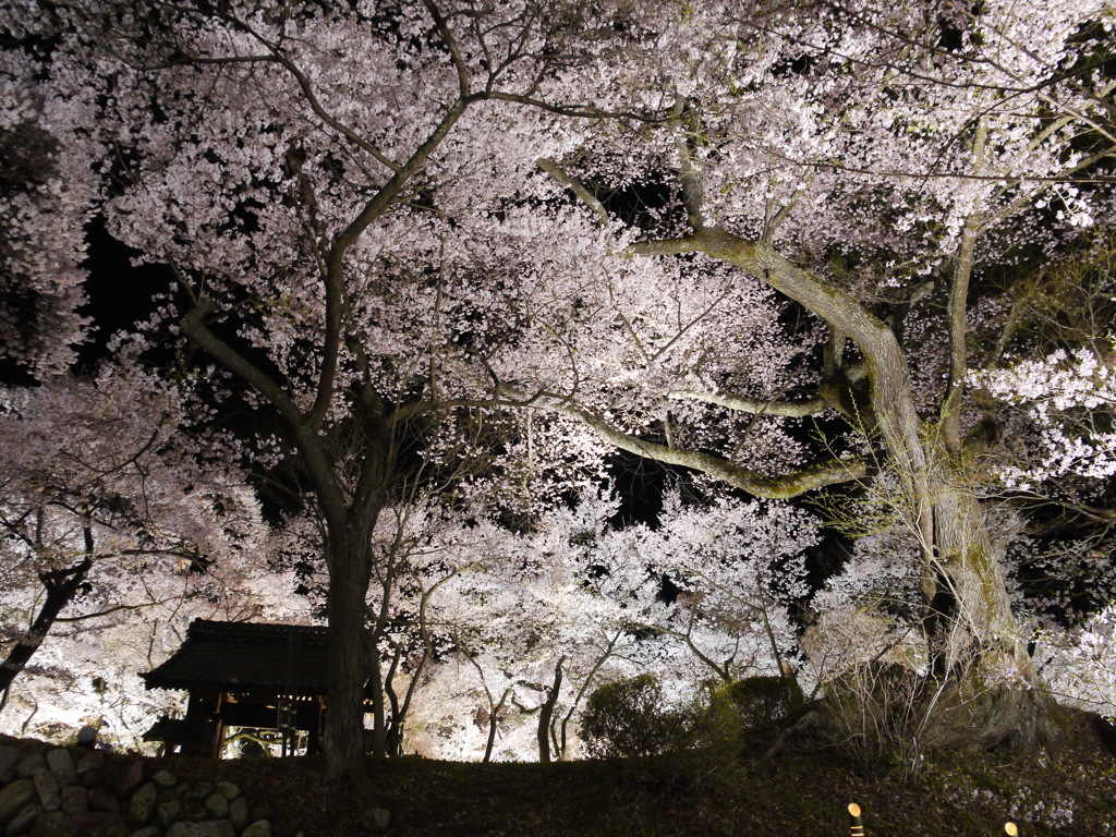 長野高遠夜桜