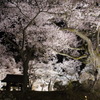 長野高遠夜桜