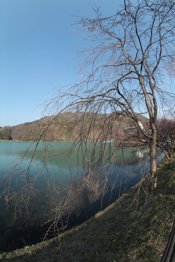 長野_高遠桜